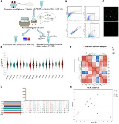 Profiling neurotransmitter-evoked glial responses by RNA - Frontiers